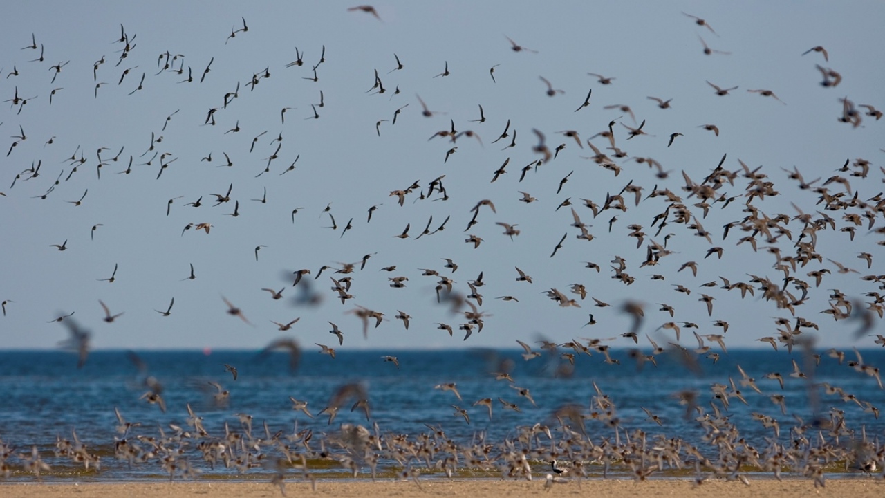 Bird flock by Martin Stock