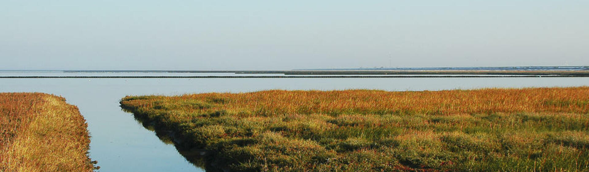 Salt marsh patches divided by water-filled tidal gully leading to the sea.