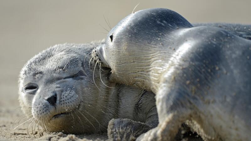 Harbour seals. Casper Tybjerg.