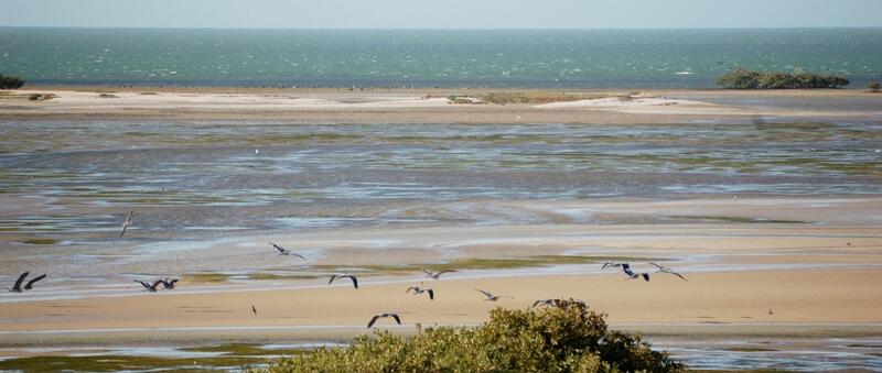 Flock of birds flying over and sitting on tidal flats duing low tide at Banc d'Arguin. © CWSS/Gerold Lüerßen. Flock of birds flying over and sitting on tidal flats duing low tide at Banc d'Arguin. © CWSS/Gerold Lüerßen.