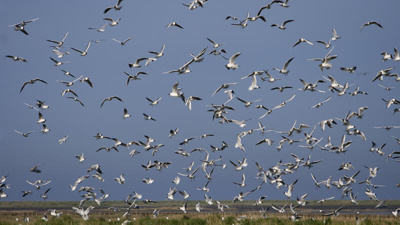 Flock of blackheaded gulls against a dark blue sky. M Stock.