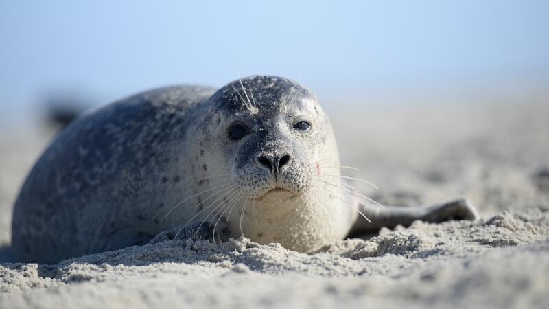 Harbour seal in the Wadden Sea. Anders Galatius.