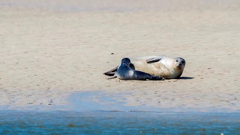 Harbour seal with pup in the Wadden Sea. LKN.SH/Martin Stock.