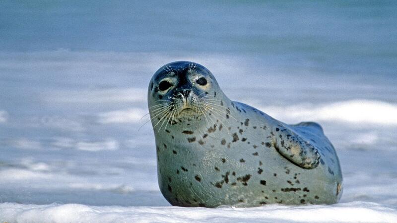 Harbour seal in shallow water. © Klaus Janke. Harbour seal in shallow water. © Klaus Janke.