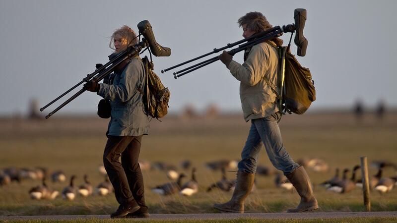 Brent geese watching. © Martin Stock/LKN.SH. Two people with bird-watching gear walking past sitting geese. © Martin Stock/LKN.SH.