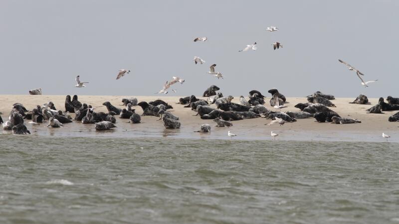 A group of grey seals resting on a sandbank. © Hans Verdaat (WMR).