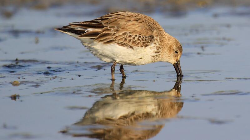 Dunlin food-searching on a mudflat. © André Kramer/NLPV. Dunlin food-searching on a mudflat. © André Kramer/NLPV.