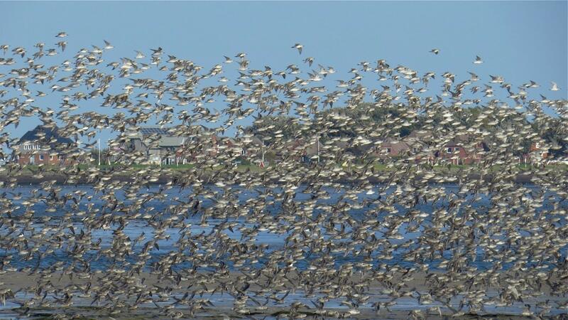 Flock of migratory birds. Klaus Günther.