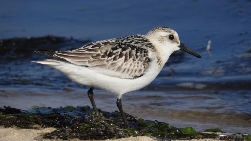 Juvenile sanderling. Copyright: Klaus Günther