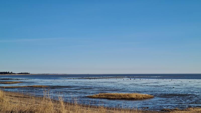 Mudflat and salt marsh. Ditte Hviid.