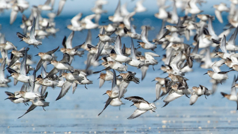 Flock of birds. Lars Gejl.