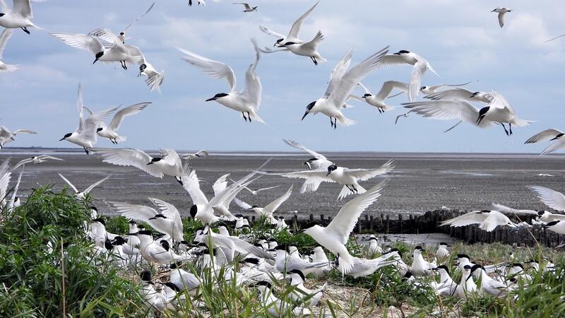 Sandwich terns on Norderoog, Germany. Bernd Hälterlein/LKN.SH.