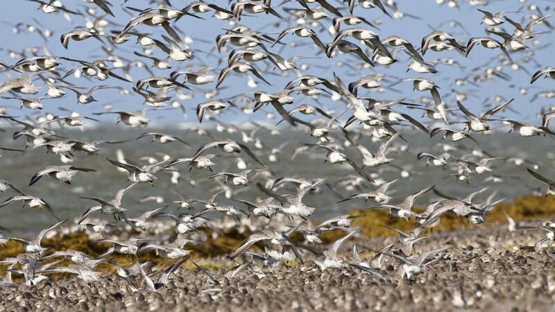 Flock of birds. Martin Stock.