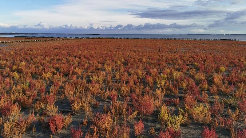 Marconi salt marshes. Marinka van Pujenbroek.