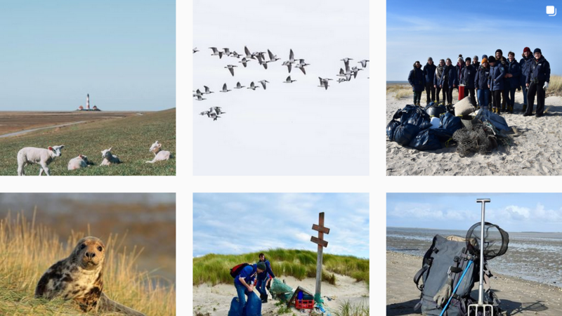 Screenshot of Wadden Sea World Heritage Instagram feed. Lukas Gott/ Jan Sohler/ Nationalparkhaus Wittbülten/ Zeehondencentrum Pieterburen/ CWSS.