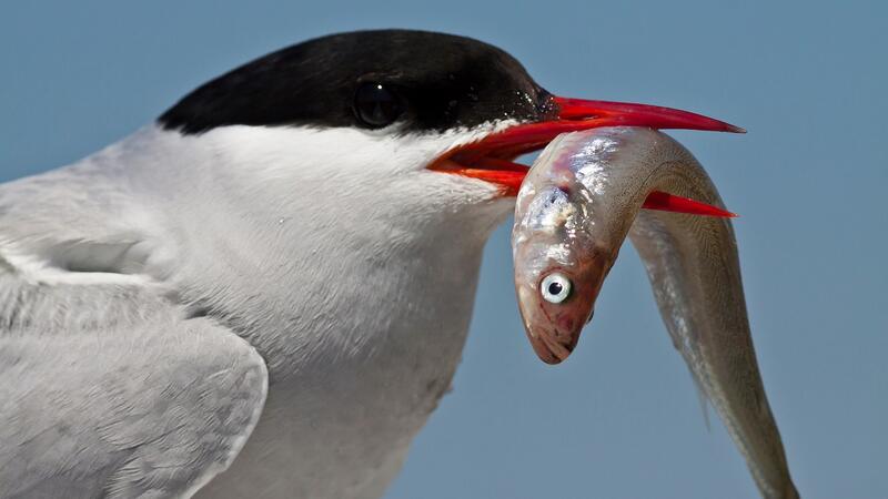 Arctic tern with a fish. Martin Stock/LKN.SH.