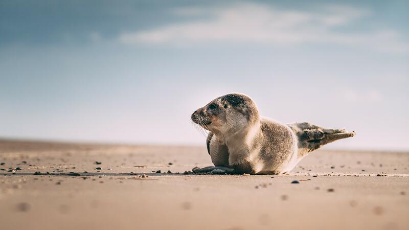 Harbour seal. Janis Meyer/NAKUWA.