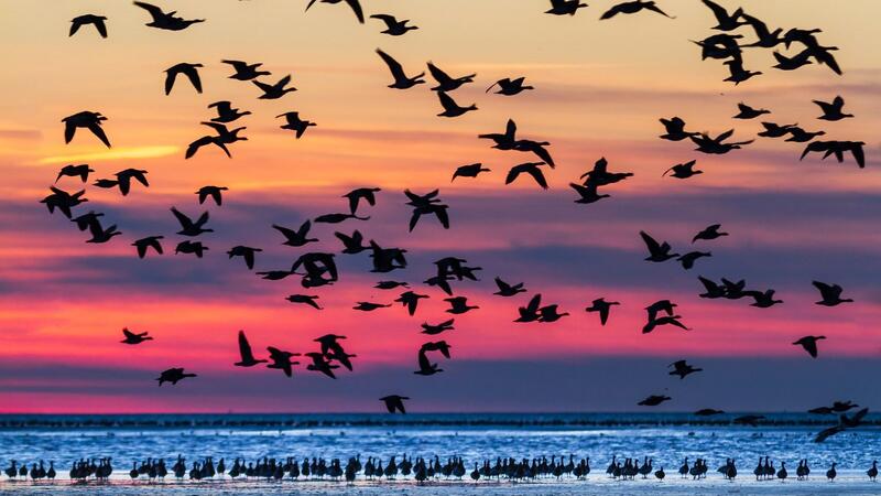 Geese on and above mudflats during high tide in the evening light. © Martin Stock / LKN.SH. Geese on and above mudflats during high tide in the evening light. © Martin Stock / LKN.SH.