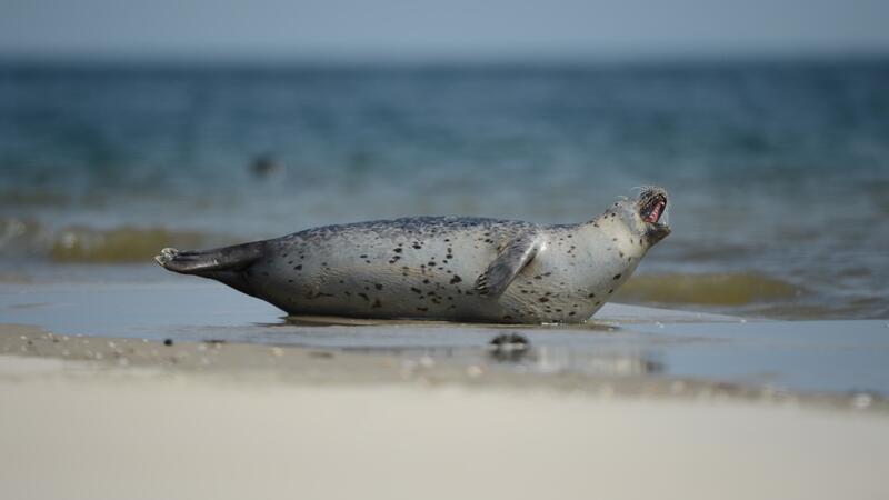 Harbour seal resting on shore. © Casper Tybjerg, TTF, Fisheries and Maritime Museum Esbjerg. Harbour seal resting on shore. © Casper Tybjerg, TTF, Fisheries and Maritime Museum Esbjerg.