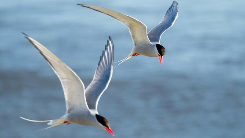 Two Arctic terns flying above body of water. © Christian Wiedemann/ NAKUWA. Two Arctic terns flying above body of water. © Christian Wiedemann/ NAKUWA.