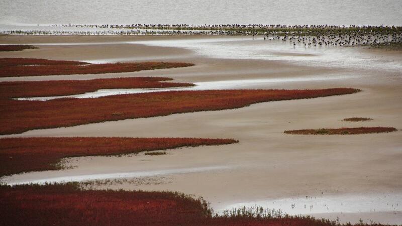 Flock of birds, salt marshes. Copyright: CWSS/Schwender