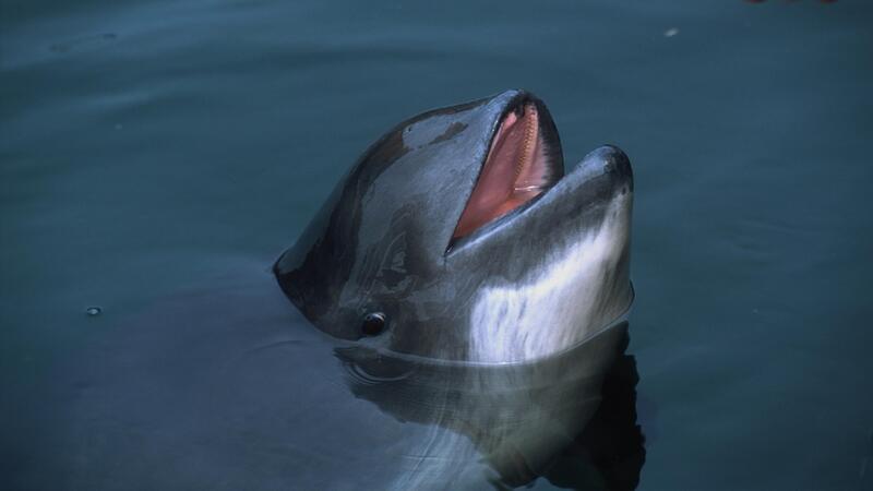 Harbour porpoise by Florian Graner