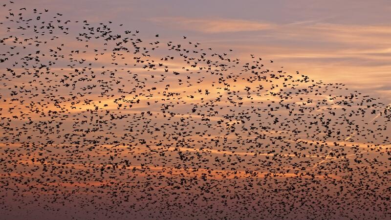 Waddenagenda