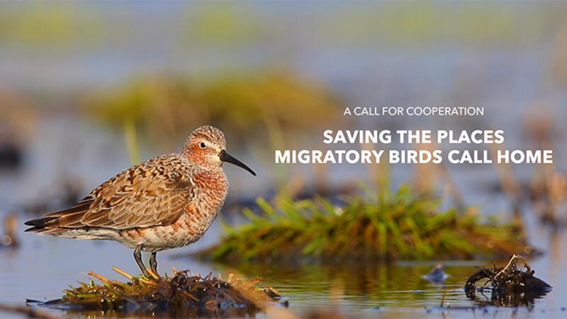 Call for cooperation key visual. AEWA/ Cornell Lab of Ornithology’s Center for Conservation Media.