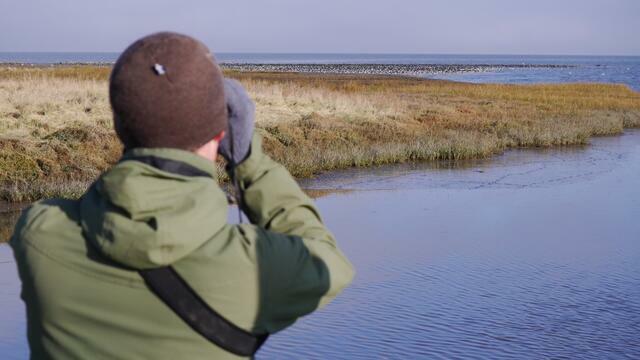 Man with binoculars watching flock of birds in distant salt marsh. © CWSS/Bostelmann. Man with binoculars watching flock of birds in distant salt marsh. © CWSS/Bostelmann.