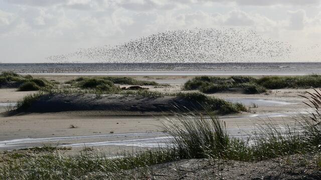 Dunes at Langeoog. Hans-Ulrich Rösner.