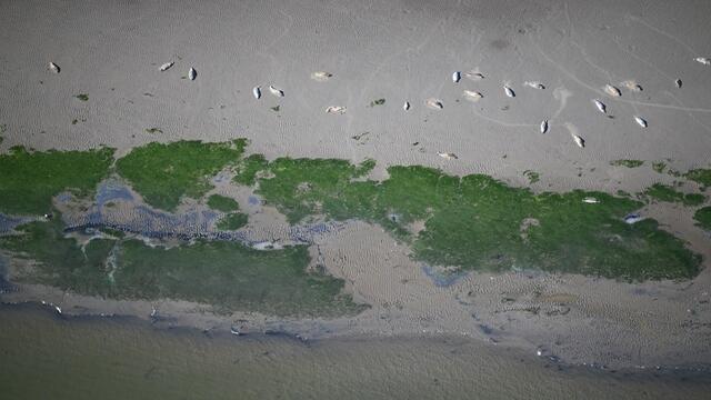 One of the aerial images assessed during the trilateral count showing a group of harbour seals. Ole Stejskal/LAVES.