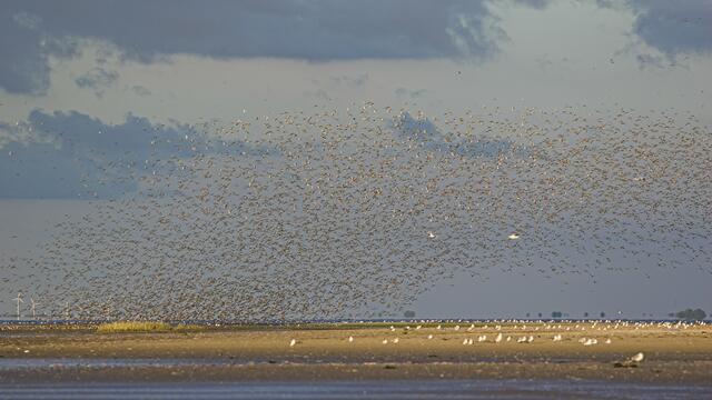 Flock of red knots on and above an exposed sand bank. © Martin Stock.