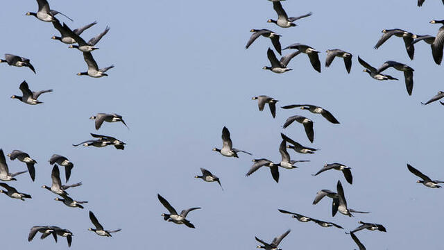 A flock of barnacle geese against the blue sky.